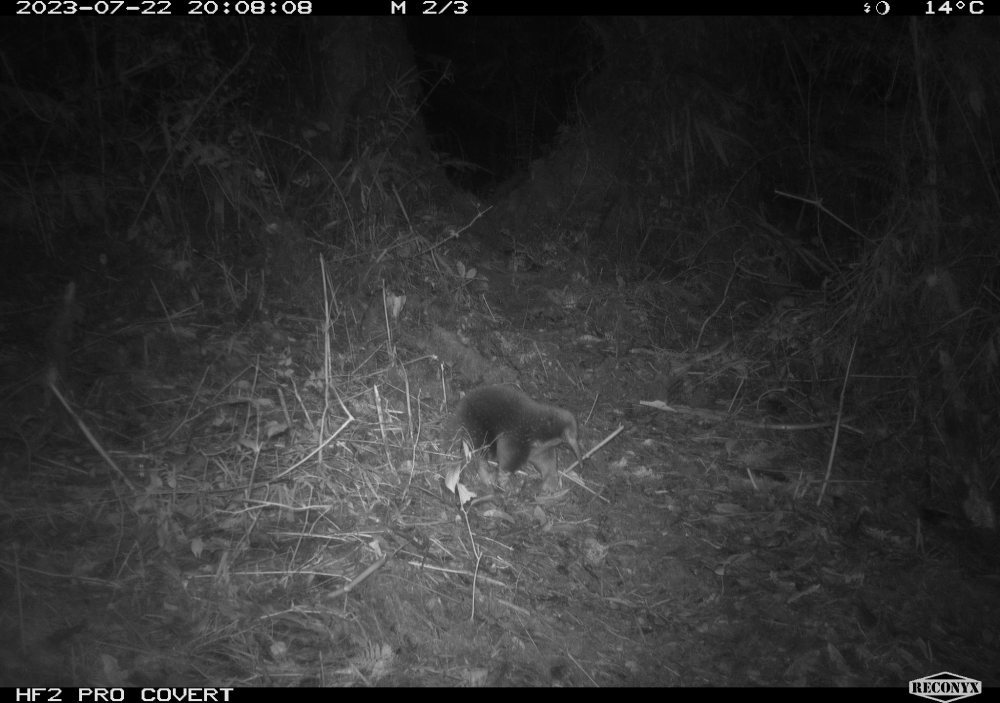 Attenborough's long-beaked echidna, photographed by a camera trap.